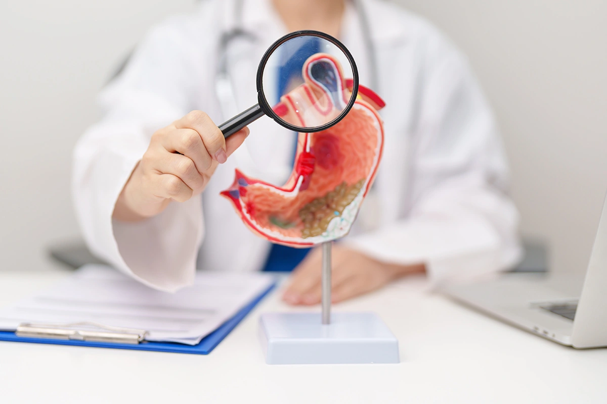 A doctor examining an anatomical model of a stomach